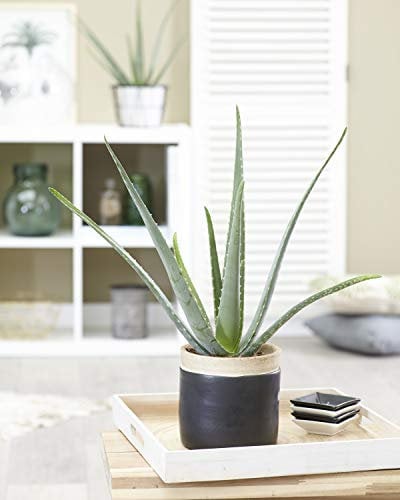 1 x Aloe Vera Barbadensis Miller Live Indoor Plant Gift