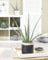1 x Aloe Vera Barbadensis Miller Live Indoor Plant Gift