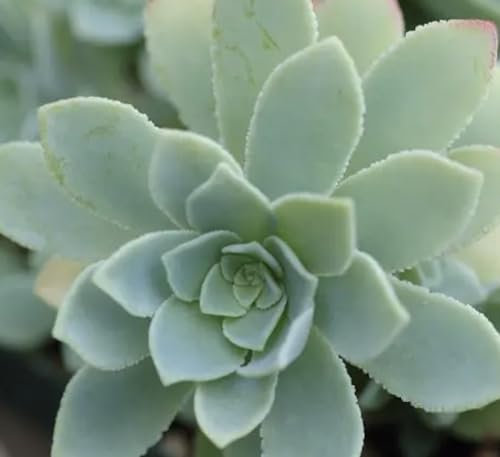 Woyrise Piante di rettili per terrario del deserto,Decorazione dell'habitat
