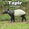Tapir Calendar 2024: 16 Months Organizer From September 2023 to December 2024 ,For Animals lovers , Men , Women , Girls , Boys