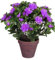 Ponak Neue 100 PC Rhododendron Azaleen-Blumen-Samen für die Gartenarbeit lila
