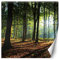 Feeby Vlies Fototapete Sonnenstrahlen In Einem Wald 200x200 cm Grün Wanddeko Inklusive Kleister Hotel Spa Büro Wohnzimmer Schlafzimmer Flur Bäume Pflanzen Natur