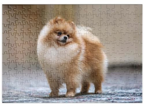 MyPuzzle Hundeschau Champion - Zwergspitz - Premium 200 Teile Puzzle - MyPuzzle Sonderkollektion von Puzzle Galaxy