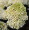 Hochstamm Rispenhortensie Bobo® 60-80cm - Hydrangea paniculata