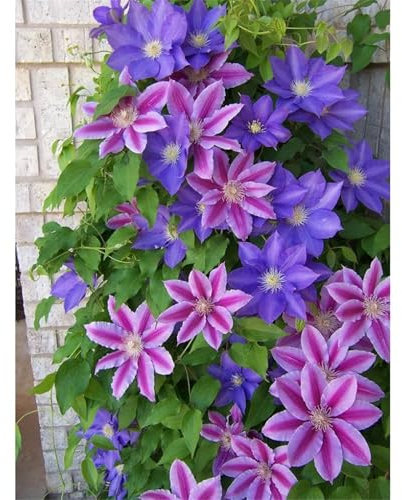 PAKCELL Clematis Rhizome Winterhart MehrjäHrig - Schöner Gartenblume, in Vielzahl von Farben erhältlich-6knollen-B