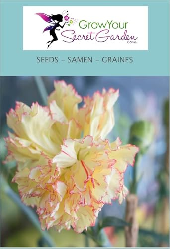 Dianthus plumarius jaune - Oeillet mignardise, vivace