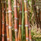 50 pcs Zuckerrohr Samen - indoor gewächshaus, sukkulenten samen (Saccharum officinarum) säulenobst, geschenke säulenobstbäume, garten blumensamen, hochbeet obstbäume kaufen, ostergeschenke