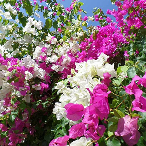 Buganville Bougainvillea 3 piante rampicanti in vaso 7x7 cm con canna 50 cm COLORI MISTI