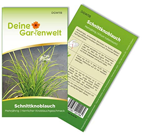 Schnittknoblauch Mehrjährig Samen - Allium tuberosum - Schnittknoblauchsamen - Kräutersamen - Saatgut für 100 Pflanzen