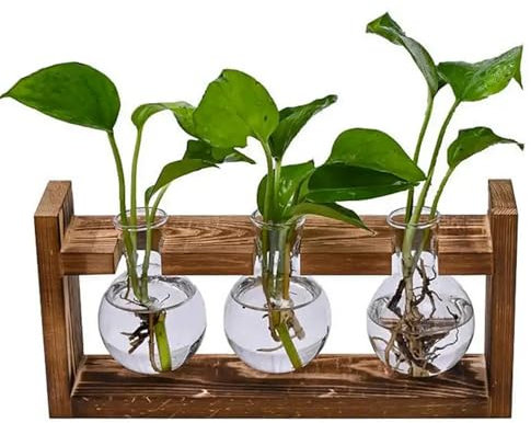 TRIXES 3-teiliges Zwiebel-Anzuchtsystem - Blumen Terrarium Glas Pflanzgefäß - Holzregal Halter - Indoor - 3 Reagenzgläser