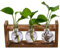 TRIXES 3-teiliges Zwiebel-Anzuchtsystem - Blumen Terrarium Glas Pflanzgefäß - Holzregal Halter - Indoor - 3 Reagenzgläser