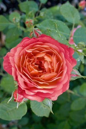 Rosa 'Queen of Hearts' - Rose, rote Blüten, Blütezeit Juni-September, ideal für Kübel, bienenfreundlich, pflegeleicht
