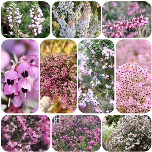 semillas de brezo de invierno de flores de flores, plantas de jardín para exterior plantas verdes plantas de interior plantas perennes resistentes 500pcs
