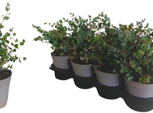 IFLO Echter Eucalyptus im Topf – Immergrüne & Duftende Eukalyptuspflanze – Winterhart, Schnellwachsend & Pflegeleicht (Eucalyptus Gunnii 14 Topf- 20-30 cm hoch)