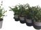 IFLO Echter Eucalyptus im Topf – Immergrüne & Duftende Eukalyptuspflanze – Winterhart, Schnellwachsend & Pflegeleicht (Eucalyptus Gunnii 14 Topf- 20-30 cm hoch)