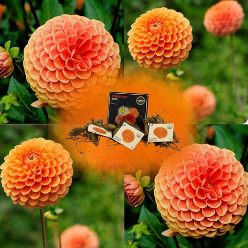Flowerbulbs Amsterdam Dutch Dahlien Knollen Mix - 3 Stück, Sorgfältig ausgewählte dahlienknollen Ralphie, Schimmernde orangefarbene Blüten, lebendiges Erscheinungsbild, inkl. Pflanzanleitung, Geschenk