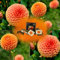 Bulbes à fleurs de Dahlia Ralphie