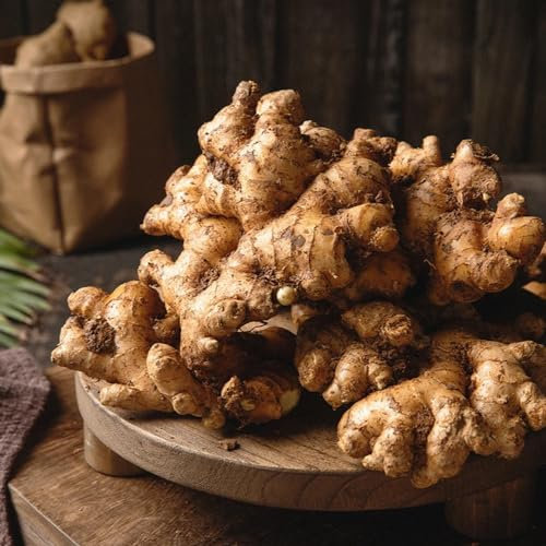 250 Pcs Ingwer Samen - Winterharte Pflanzen Für Garten, Herbst Dekoration (Zingiber Ginger) Steingartenpflanzen Winterhart Küchenkräuter, Winter Gemüsesamen Balkon Pflanze Bio Saatgut