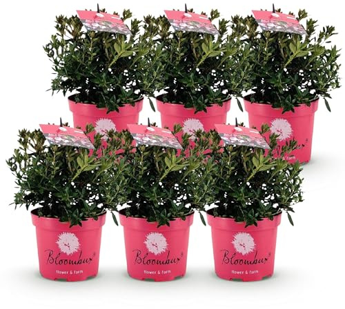 Green boutiQ - Zwerg-Rhododendron - Rhododendron Bloombux Magenta - Blühende Buxus - Wenig Pflege - Rosa Blüte - 6 Pflanzen - Topf 17cm - Höhe 30-40cm