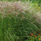 Blumixx Stauden Miscanthus sinensis 'Kleine Fontäne' - Chinaschilf, im 1,0 Liter Topf, rosasilbrig blühend