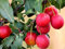 Bloom Green Co. 10 Stück Rosaceae Prunus Cerasifera Bonsai Zierpflanze Cherry Plum Strauch Baum, im Freien weit kultiviert Myrobalan Plum Frucht: 1