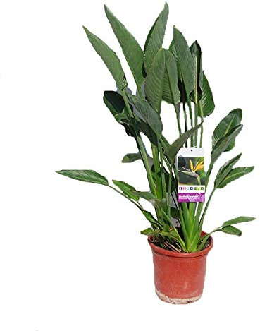 Planta Strelitzia Natural Ave del Paraiso PORTES GRATIS