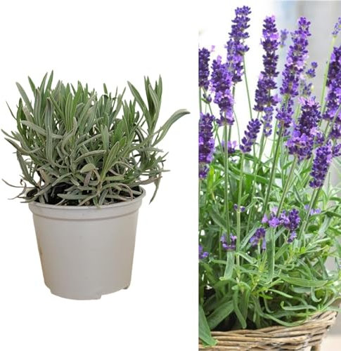 Carbeth Plants Planta grande de hierbas de lavanda, 1 maceta de 14 cm, plantas de lavanda inglesa verticales y tupidas, macetas de hierbas para interiores y exteriores para principiantes y
