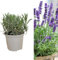 Carbeth Plants Planta grande de hierbas de lavanda, 1 maceta de 14 cm, plantas de lavanda inglesa verticales y tupidas, macetas de hierbas para interiores y exteriores para principiantes y