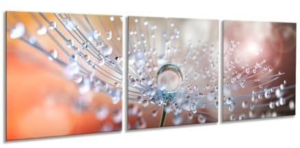 artissimo Glasbilder 3 teilig je 50x50 cm Pusteblume Wassertropfen AG5290A – Glasbild Set modern, mehrteilig, XXL Wandbilder, Wanddeko Bild orange natur floral