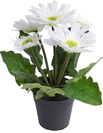 Botanic-Haus künstliche Gerbera (Gerberabusch) mit 5 Stielen im schwarzen Kunststofftopf (Creme-weiß)