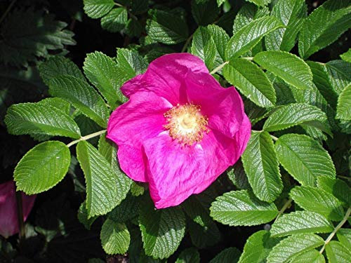 1 Red Wild Rose Copertura Piante 2-3 Piedi, Rosa Rugosa Rubra 60-90 cm, Fiori per 6mth