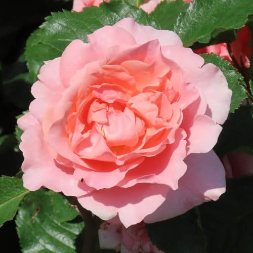 YouGarden Harkness Rose 'The Princess Bella' Gift Wrapped, 4 Litre Pot, Ready to Plant