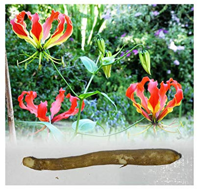 GARTHWAITE NURSERIES®: - UK Stockist : - 1 Gloriosa (Superba) Rothschildiana Flame (Climbing) Lily Bulbs Red/Yellow Summer Flowering Perennial Rare & Stunning