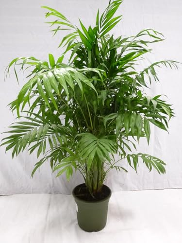 [Palmenlager] XL Chamaedorea elegans 90 cm - Topf 23 cm Ø - Bergpalme // Zimmerpflanze