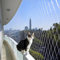 Schleuder Rete Gatti, Rete Anti Uccelli 10 x 3 m, Rete Anti piccioni, Rete per Gatti, per Tessitura Rete Gatto,Rete per Balcone Esterno,Rete Nylon, Rete da Giardino,Rete Trasparente per balconi
