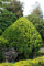 Zypressen Seeds 50 PC Rare Grün Platycladus Orientalis Orientalische Lebensbaum Samen Conifer sät DIY Hausgarten Fresh Air 11