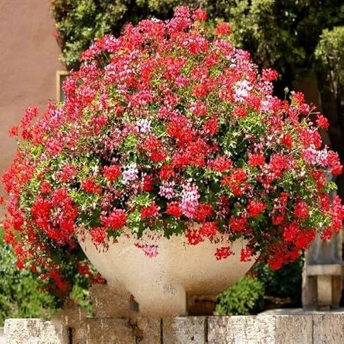 TRTO 4 Seeds F2 Geranium Mix Pelargonium peltatum Fast Growing Hanging Baskets for Planting Garden Yard Patio and Useful for Gifts