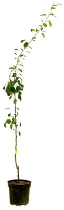 Garden Center Shop | Peral Castell M25 | Árbol Frutal Natural de Pera | Variedad Productiva y Dulce | Planta Exterior para Huerto o Jardín