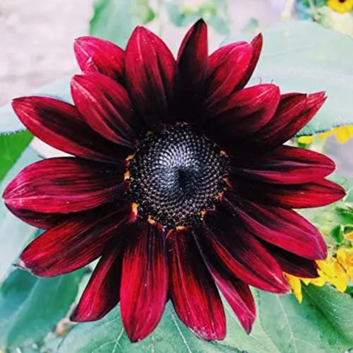 Somerway Purpurrote Sonnenblumenkerne 150pcs Blumensamen zum Pflanzen essbarer blühendes frisches einfach pflanzendes Sonnenblumenpflanzensamen für Bauernhaus Violett