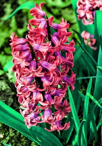 Winterhartes Pflanze, Gesunde Zwiebeln, Einfach anzubauen, Leicht zu keimen, Natürlich und biologisch, Winterharte Rhizome-2 Hyazinthen Zwiebeln