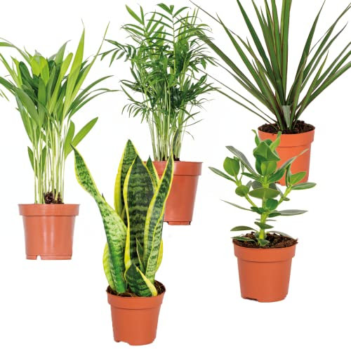 Bloomique - Mélange Facile à Entretenir x5 - Chamaedorea, Sansevieria, Clusia, Dypsis, Dracaena - 20-40 cm de Haut - Pot 12 cm