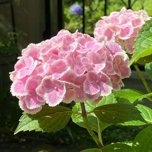 150 pcs hortensien samen garten deko plantura bodendecker hortensien bodendecker winterhart mehrjährig blumensamen mehrjährig winterhart pflanzensamen Saatgut pflanzen garten blumen