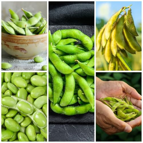 100 Pc Semillas De Frijol Edamame - Semillas De Hierbas De Jardín, Plantas De Interior Exóticas Regalos Para Amantes De La Jardinería, Semillas De Hortalizas Resistentes. Verduras