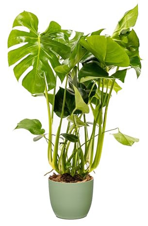 Bonplants Monstera Deliciosa, Pianta del Pane Americana, Vaso 21 cm, h 65 cm (Vaso Verde Salvia)