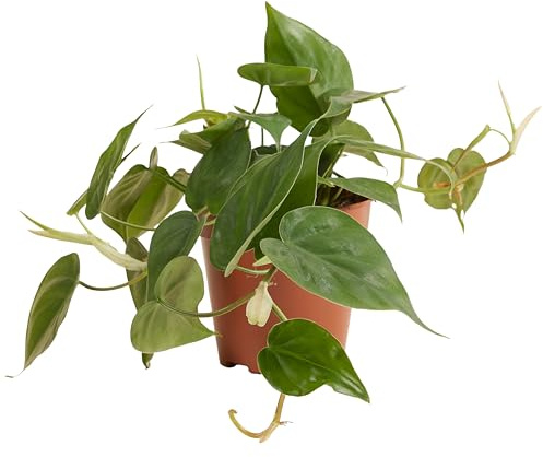 Bloomique - Lot de 2 - Philodendron Scandens - Plante suspendue - Convient également comme plante grimpante - Plante d'intérieur - Purificateur d'air - Facile d'entretien - Hauteur 15-20 cm -12 cm