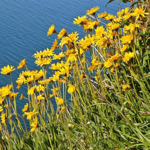 300 Pcs Echte Arnika Samen - Heilkräuter Samen, Garten Geschenk, Blumensamen Balkon Arnika Samen Mehrjährig, Küchenkräuter Samen, Seltene Pflanzen, Blumen Deko Küchenkräuter Balkonpflanzen,