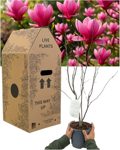 Saucer Magnolia Tree (Magnolia Tulip) – 1x Large & Well-Rooted Outdoor Garden Ready Plant. Supplied Fresh in 3L Pot. Early Flowering Deciduous Ornamental Tree with Large Goblet-Shaped Spring Blooms