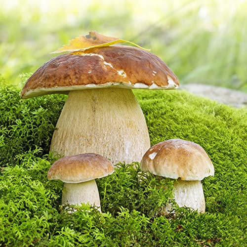 50 Stück Steinpilze pilze züchten samen mushroom fungi pilz - Seltene Pflanzen serie - dekopflanzen geschenk gemüsebeet ausgefallene geschenke alte gemüsesorten samen gemüse