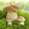50 Stück Steinpilze pilze züchten samen mushroom fungi pilz - Seltene Pflanzen serie - dekopflanzen geschenk gemüsebeet ausgefallene geschenke alte gemüsesorten samen gemüse