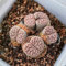 10 Piezas Lithops Piedras Vivas Plantas Resistentes Para Jardín Lithops Plantas De Piedra Viva Comprar Suculentas Semillas De Flores Como Recuerdo De Fiesta Balcón De Flores, Semillas